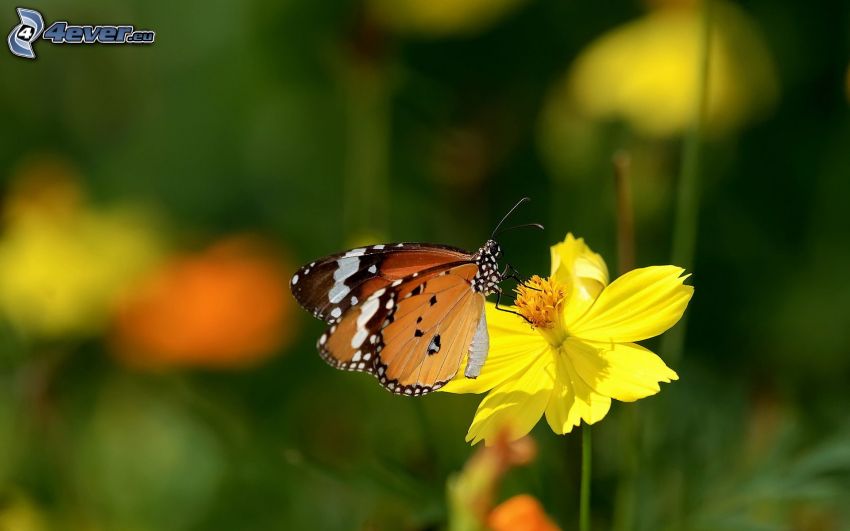mariposa sobre una flor, flor amarilla