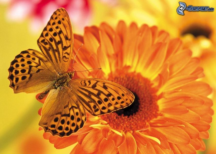 mariposa sobre una flor, flor de naranja