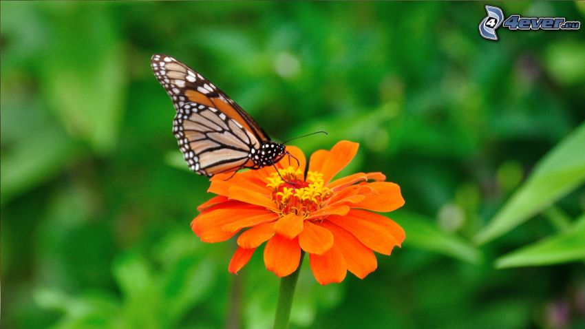 mariposa sobre una flor, flor de naranja