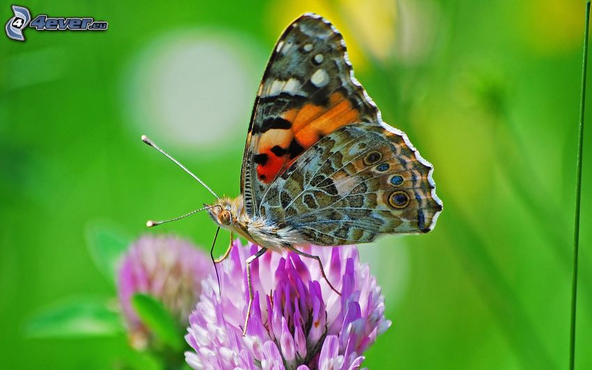 mariposa sobre una flor, flor púrpura, macro