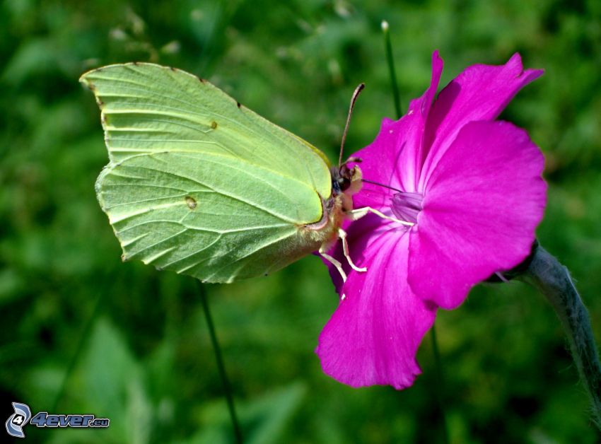 mariposa sobre una flor, flor púrpura
