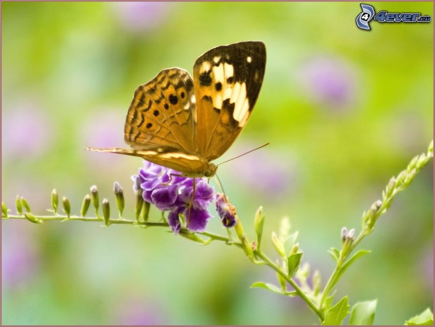 mariposa sobre una flor, flor púrpura