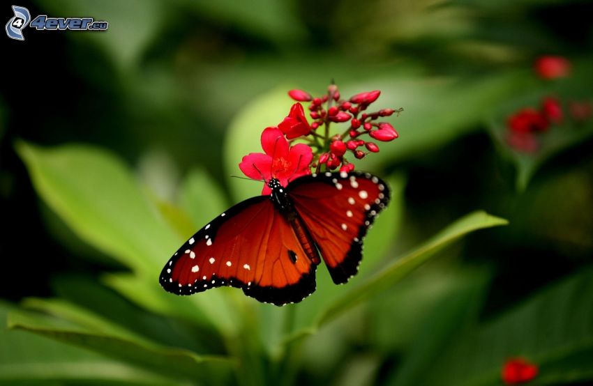 mariposa sobre una flor, flor roja