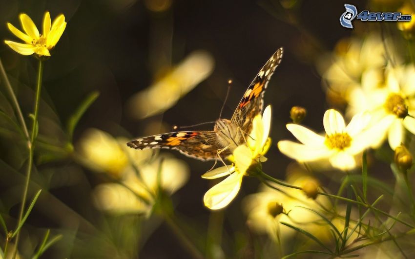 mariposa sobre una flor, flores amarillas