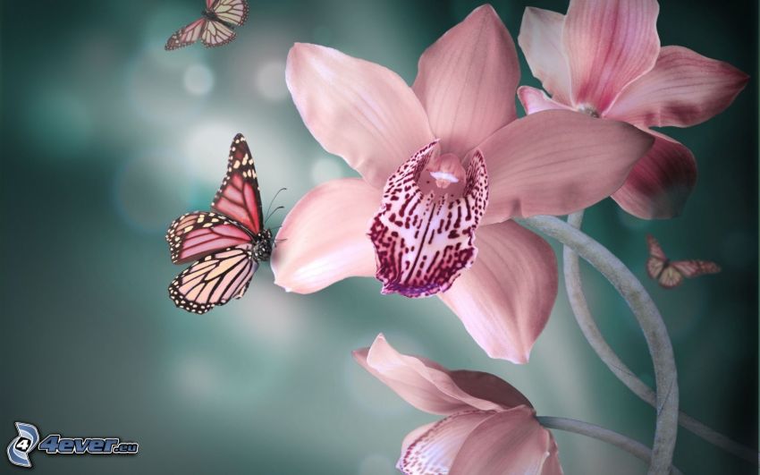 mariposa sobre una flor, flores de color rosa
