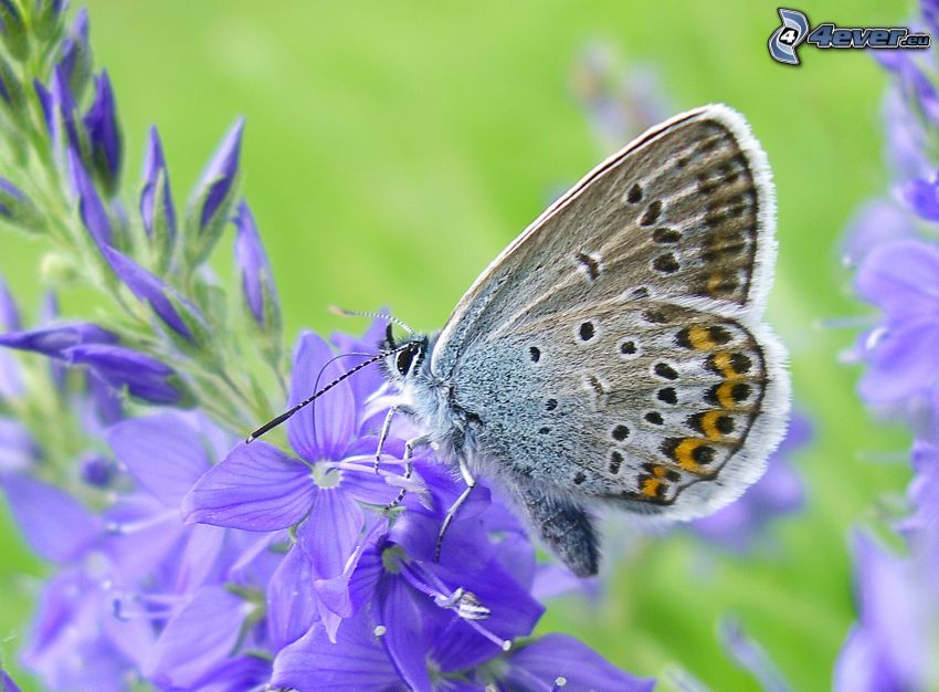 mariposa sobre una flor, flores de coolor violeta, macro