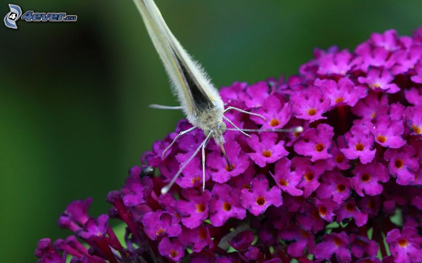 mariposa sobre una flor, flores de coolor violeta, macro