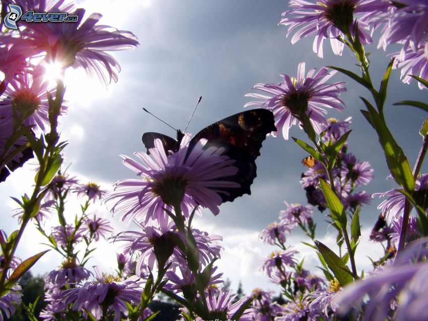 mariposa sobre una flor, flores de coolor violeta