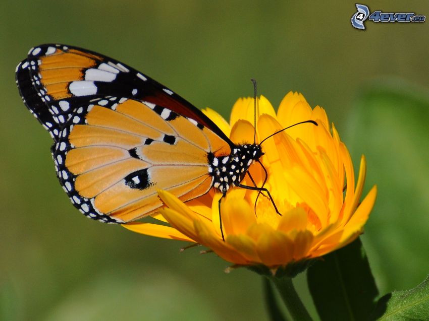 mariposa sobre una flor, macro, flor de naranja