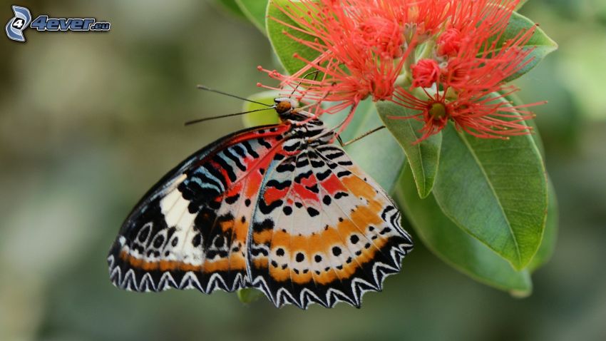mariposa sobre una flor, macro