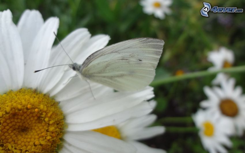 mariposa sobre una flor, margarita