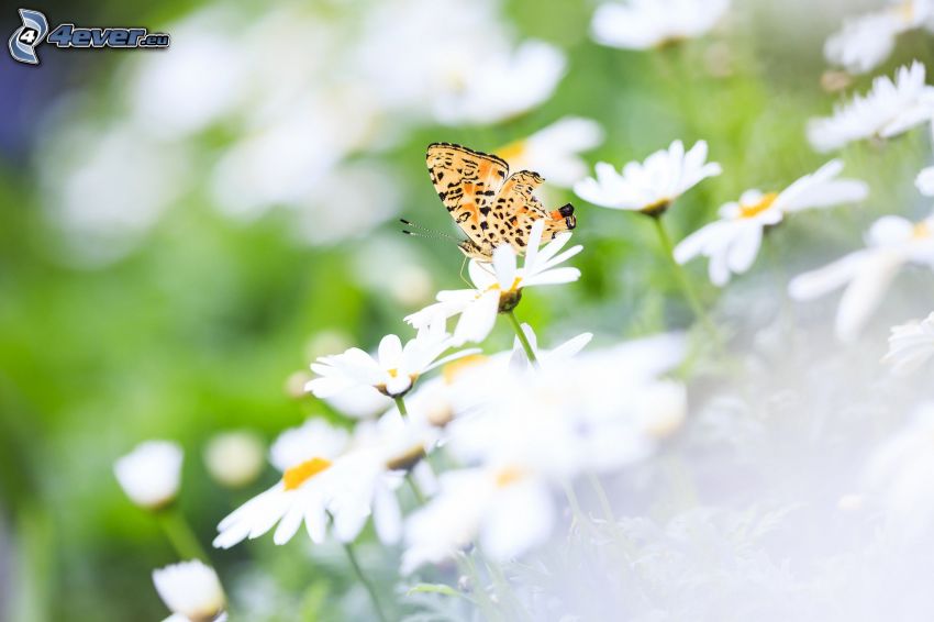 mariposa sobre una flor, margaritas
