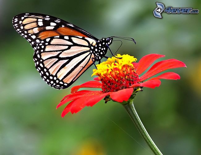 mariposa sobre una flor, polen