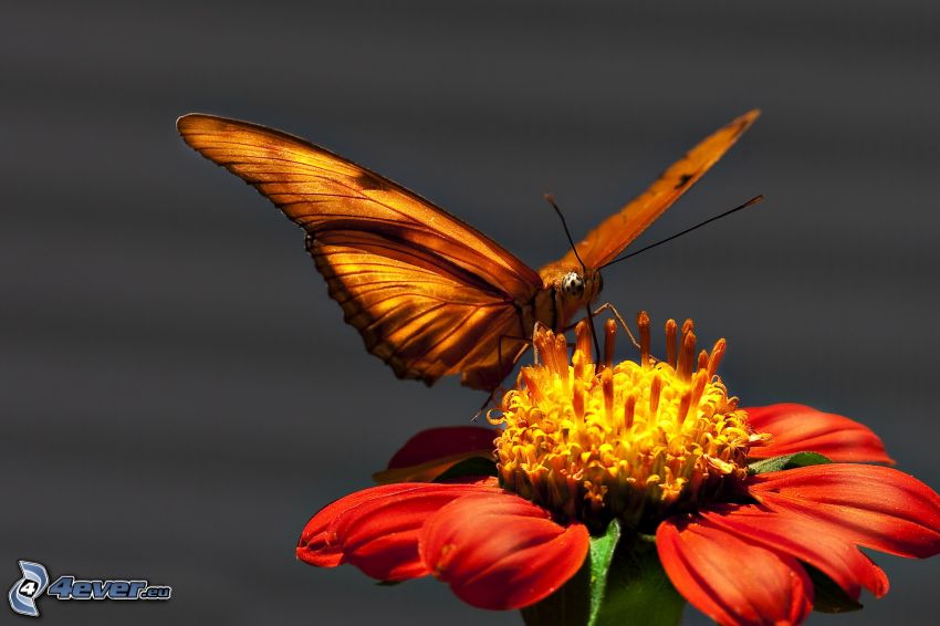 mariposa sobre una flor