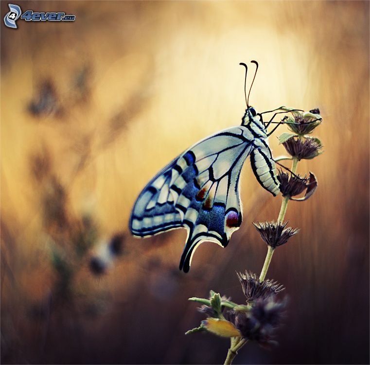 mariposa sobre una flor