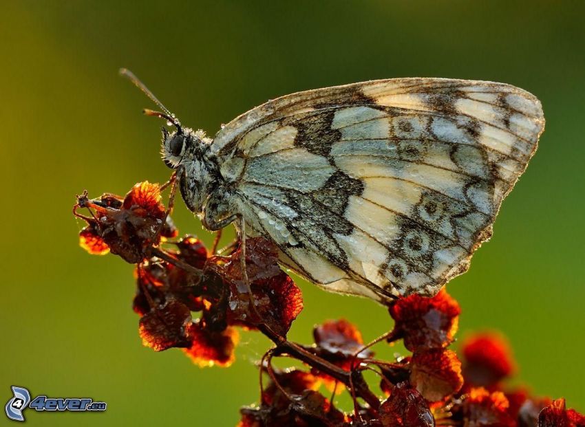 mariposa sobre una flor