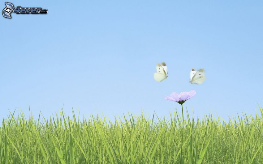 Mariposas, flor blanca, hierba