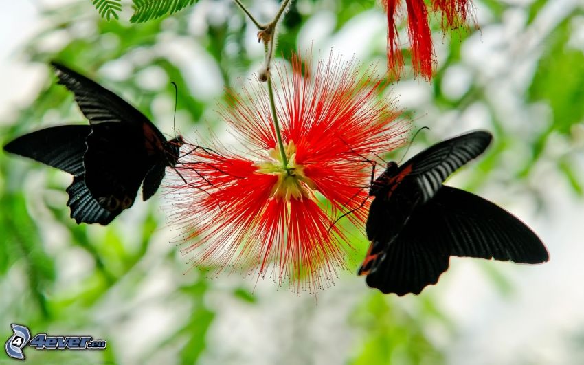 Mariposas, flor roja