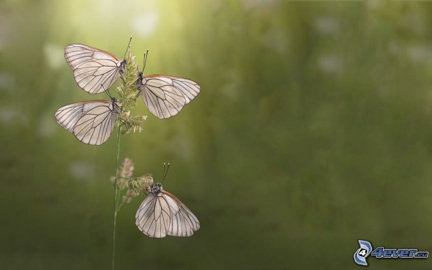 Mariposas