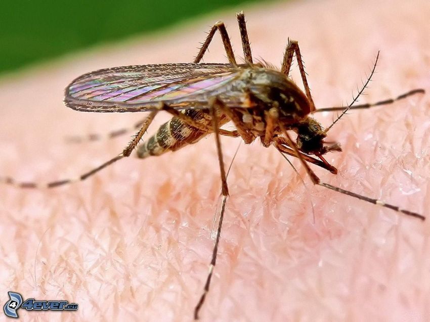 mosquito, piel