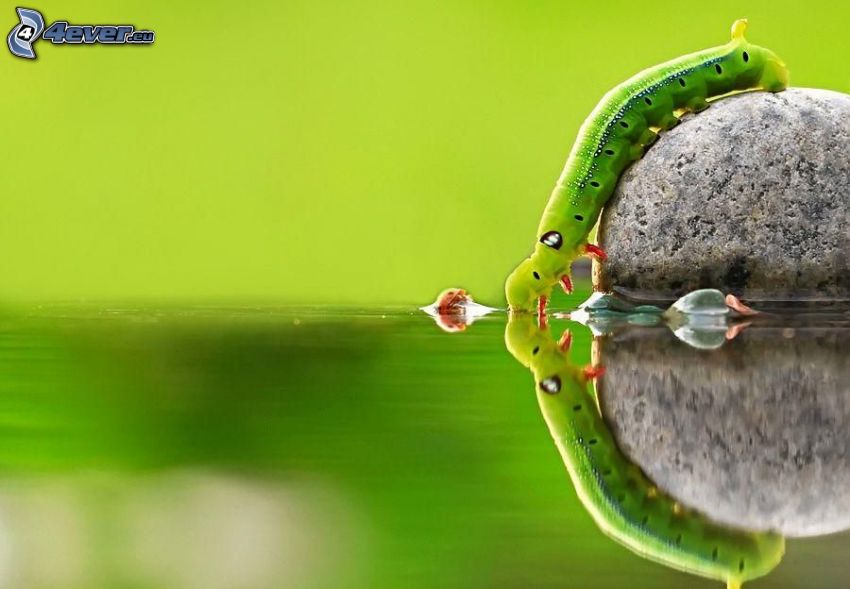 oruga verde, mariquita, piedra, agua, reflejo