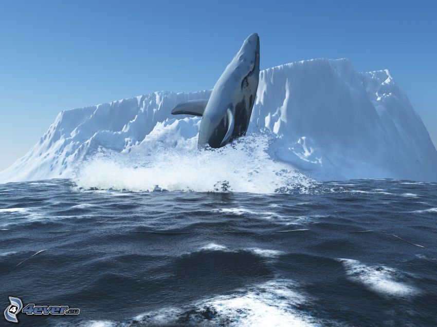 ballena, glaciar