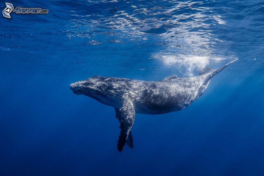 ballena, mar