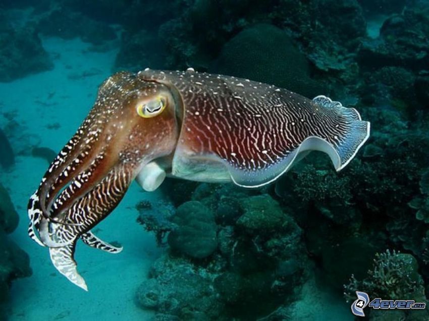 calamar, fondo del mar