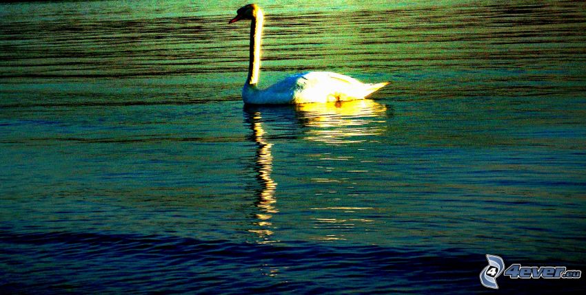 cisne, lago