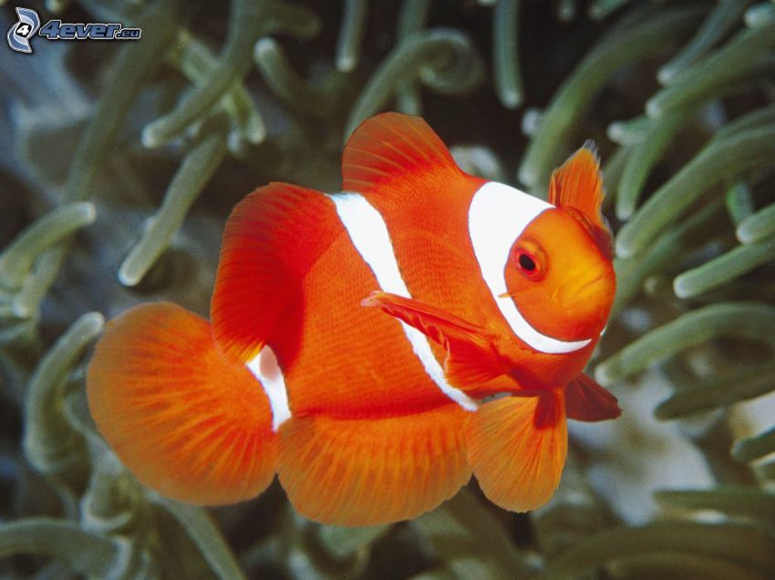 Clown Fish, anémonas de mar, pez
