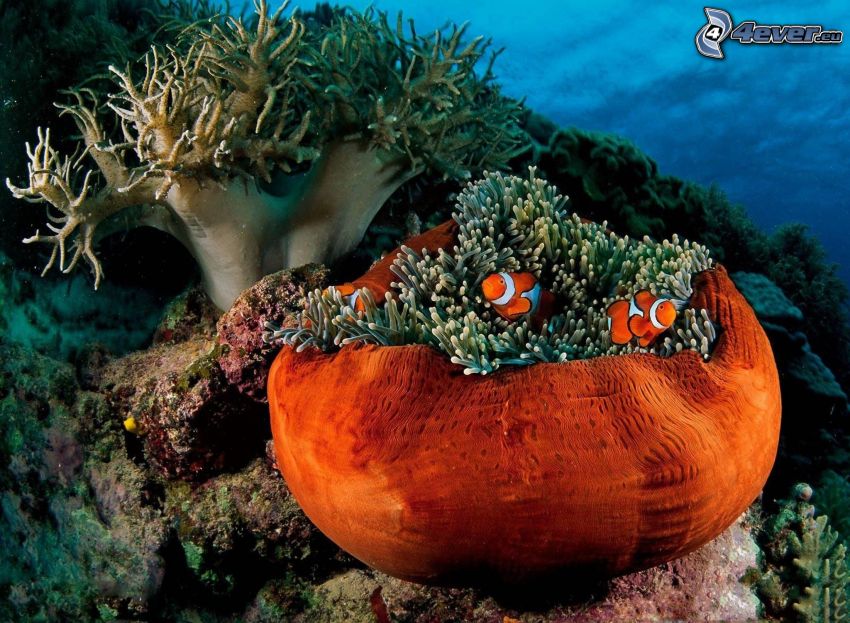 Clown Fish, anémonas de mar