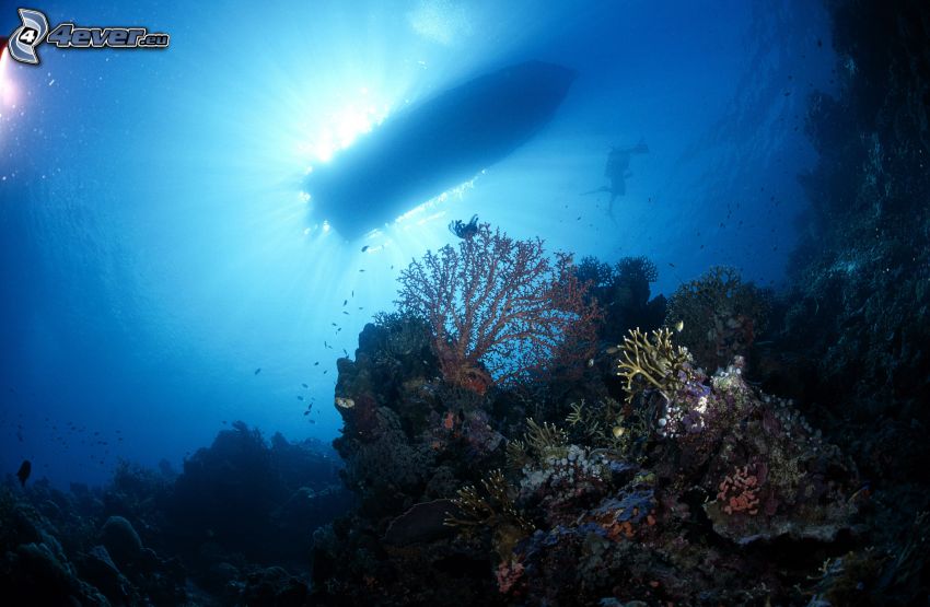 corales marinos, fondo del mar, nave, buceador