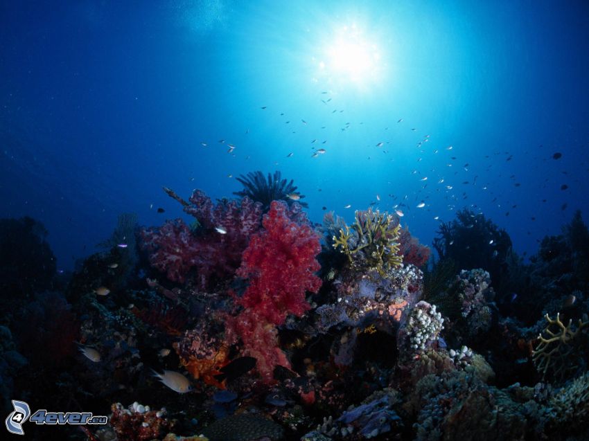 corales marinos, fondo del mar, peces, agua, luz