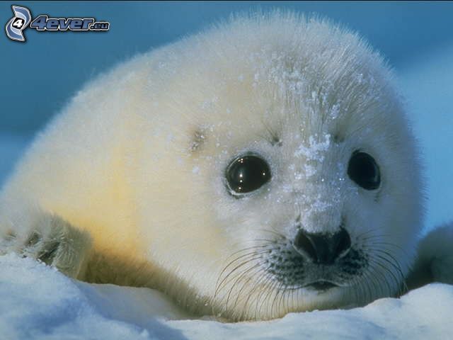 Cría de foca