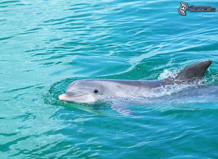 delfín, agua