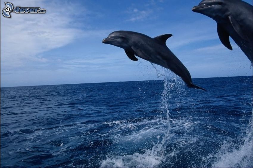delfines, salto, Florida, mar