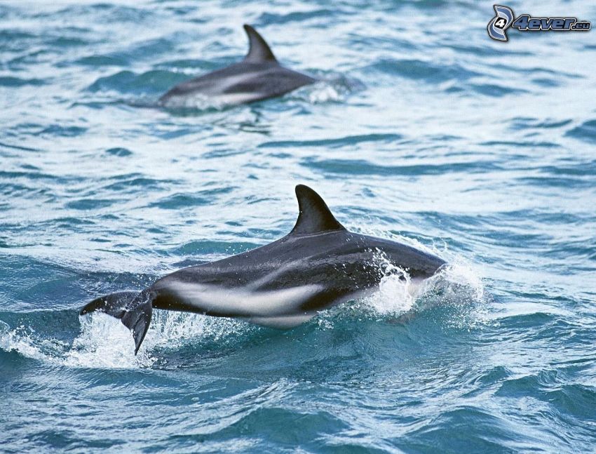 delfines saltando, agua