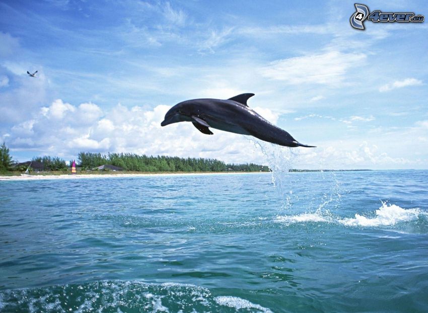 delfines saltando, mar verde