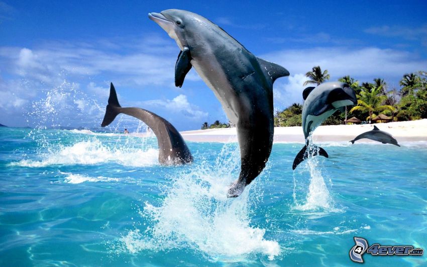 delfines saltando, playa
