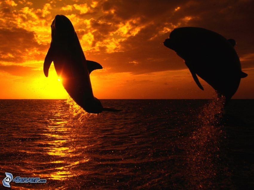 delfines saltando, puesta de sol naranja sobre el mar
