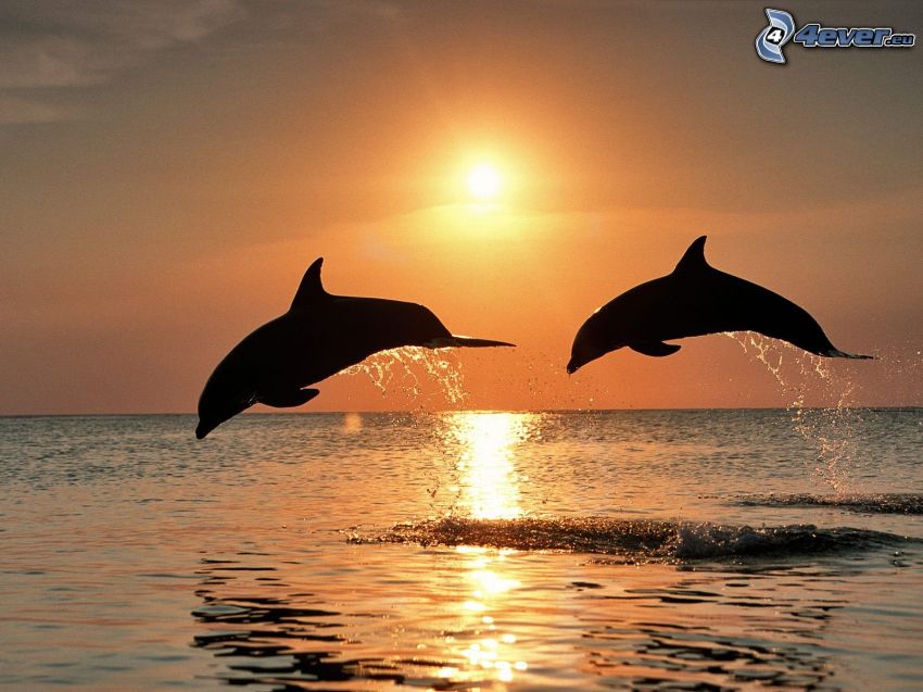 delfines saltando, puesta de sol sobre el mar
