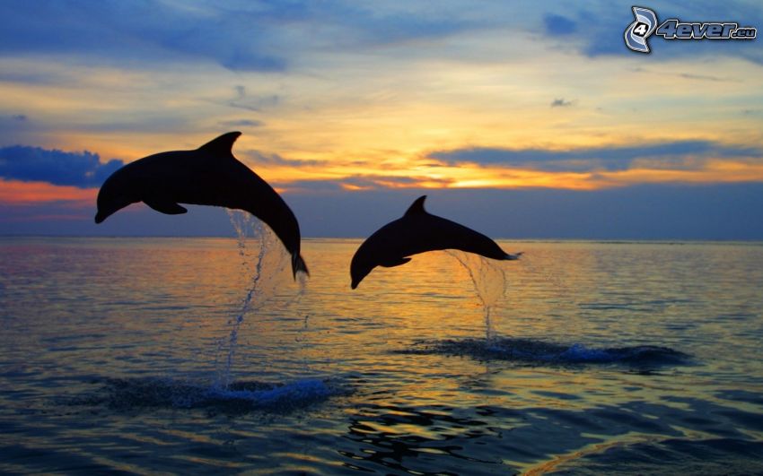 delfines saltando, siluetas de los animales, mar, alba de noche