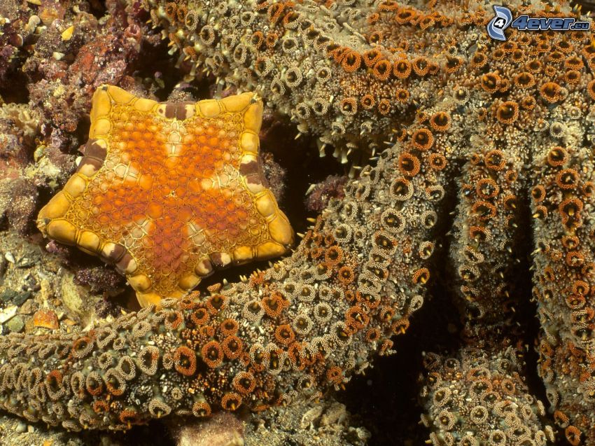 estrella de mar, corales marinos