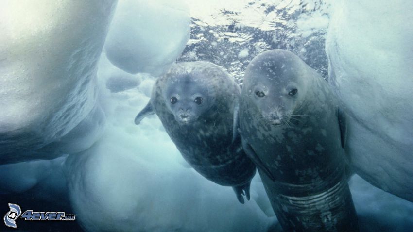 foca, témpanos de hielo