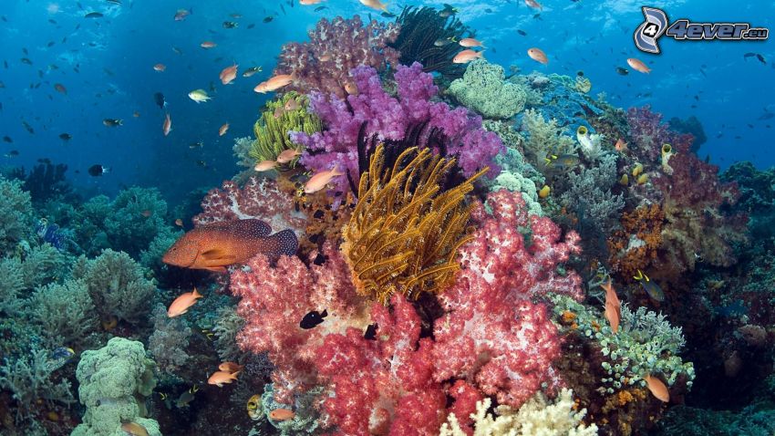 fondo del mar, corales marinos, pez coral