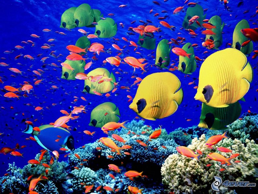los peces en los corales