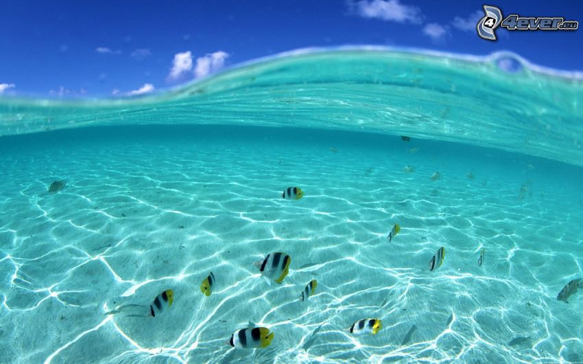 mar azul poco profundo, peces de colores