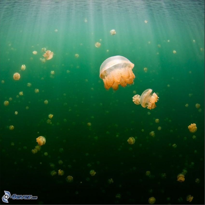 medusas, mar