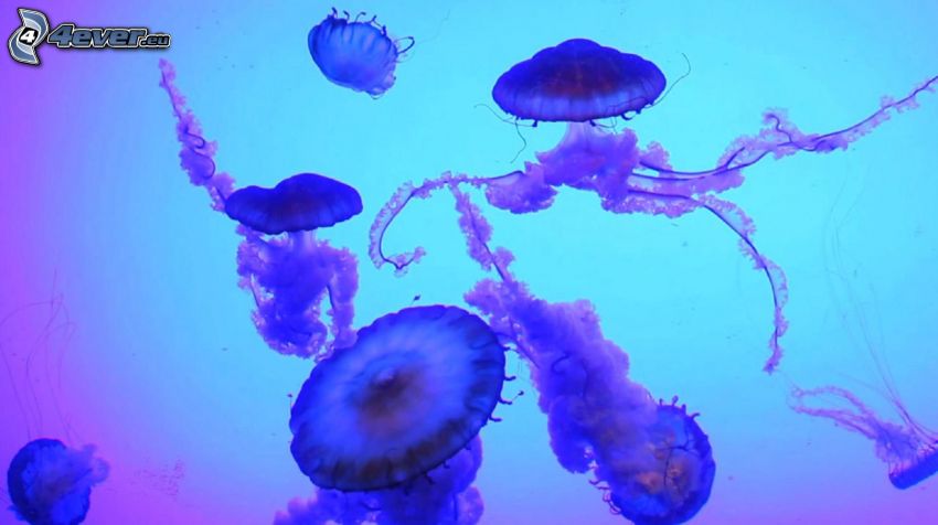medusas