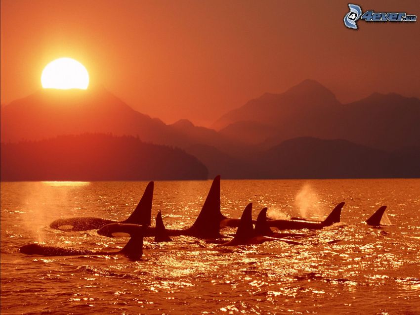 orcas, aletas, puesta del sol, colina